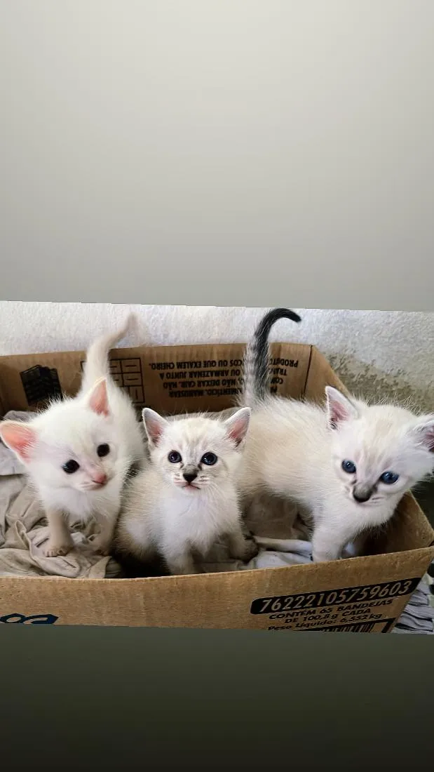Gato raça SRD-ViraLata idade Abaixo de 2 meses nome gatinhos