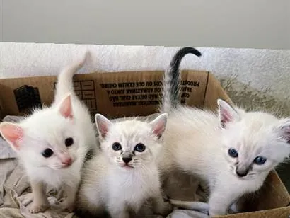 Gato raça SRD-ViraLata idade Abaixo de 2 meses nome gatinhos