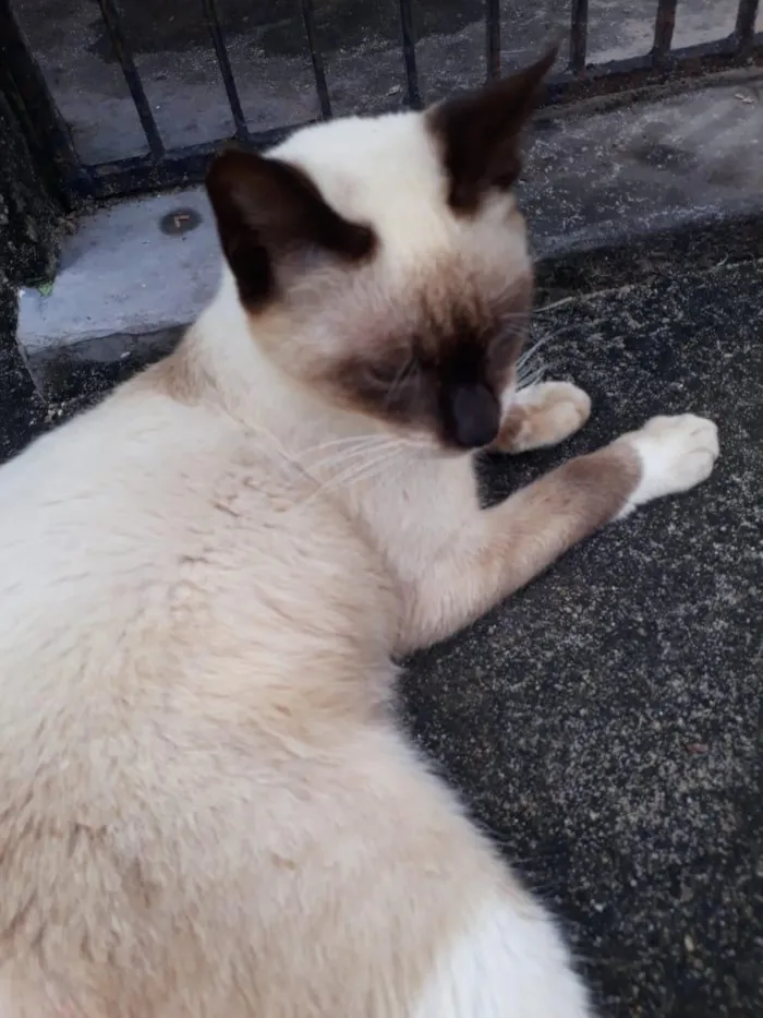 Gato raça SRD-ViraLata idade 2 a 6 meses nome sem nome 