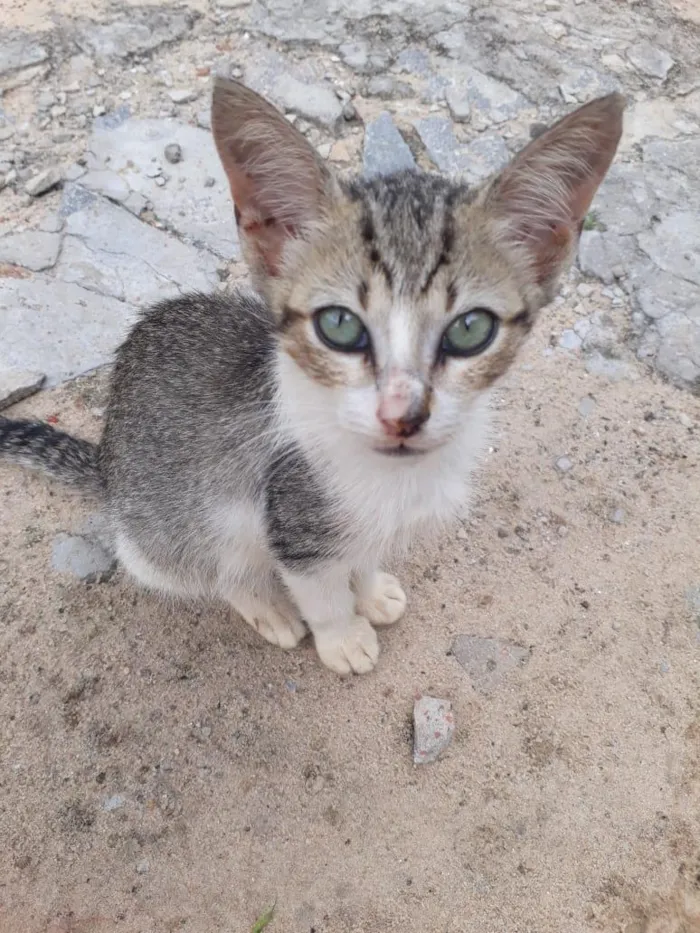Gato raça SRD-ViraLata idade 2 a 6 meses nome sem nome 