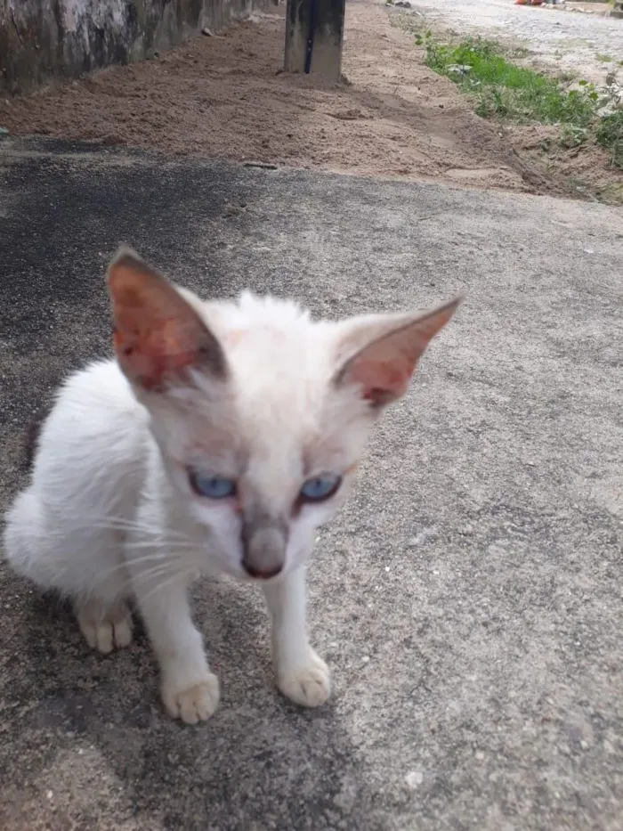 Gato raça SRD-ViraLata idade 2 a 6 meses nome sem nome 