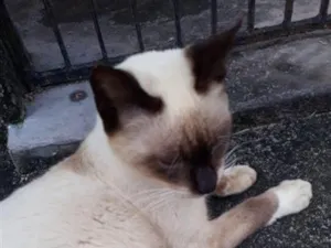 Gato raça SRD-ViraLata idade 2 a 6 meses nome sem nome 