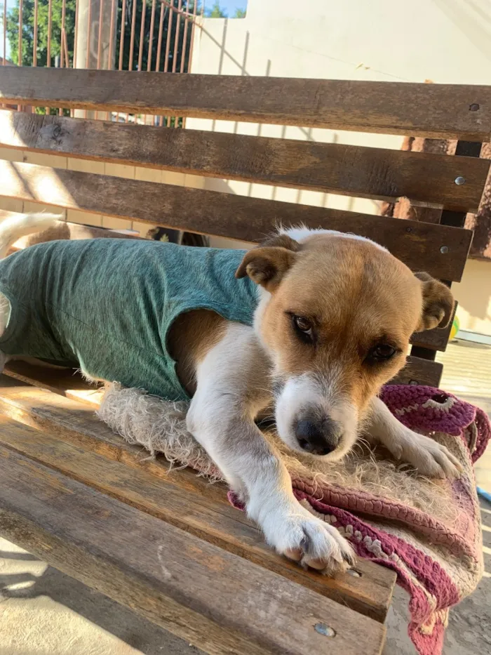 Cachorro raça SRD-ViraLata idade 1 ano nome Cacau