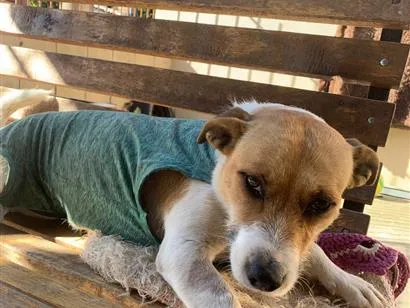 Cachorro raça SRD-ViraLata idade 1 ano nome Cacau