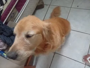 Cachorro raça Labrador idade 6 ou mais anos nome Thor