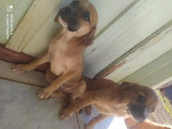 Cachorro raça SRD-ViraLata idade 2 a 6 meses nome Marley, Mel e Bob.