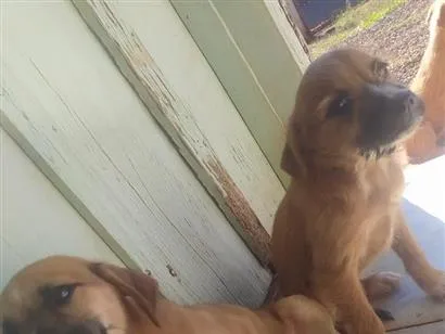 Cachorro raça SRD-ViraLata idade 2 a 6 meses nome Marley, Mel e Bob.