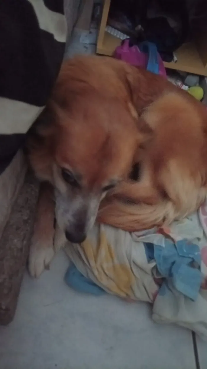 Cachorro raça SRD-ViraLata idade 6 ou mais anos nome Amora Maria