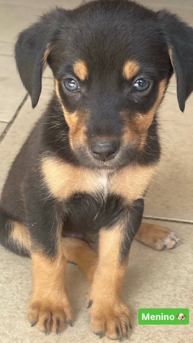 Cachorro raça SRD-ViraLata idade 2 a 6 meses nome Ainda não possui nome 