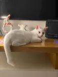 Charles 