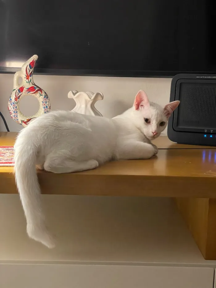 Gato raça SRD-ViraLata idade 2 a 6 meses nome Charles 