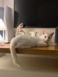 Charles 