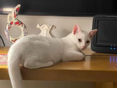 Gato raça SRD-ViraLata idade 2 a 6 meses nome Charles 