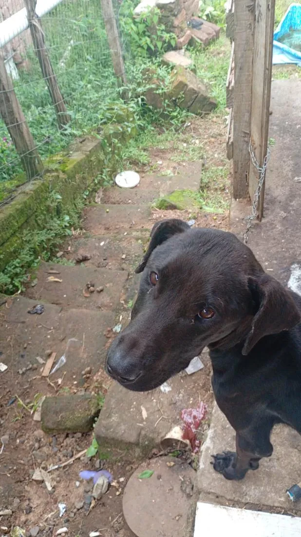 Cachorro raça SRD-ViraLata idade 7 a 11 meses nome nego