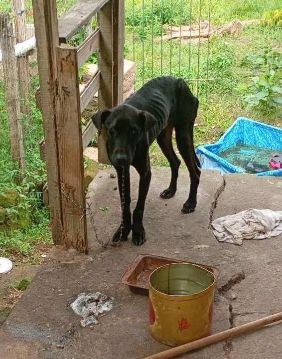 Cachorro raça SRD-ViraLata idade 7 a 11 meses nome nego