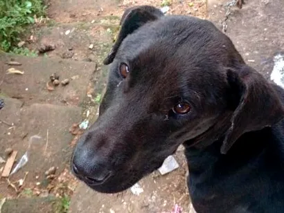 Cachorro raça SRD-ViraLata idade 7 a 11 meses nome nego
