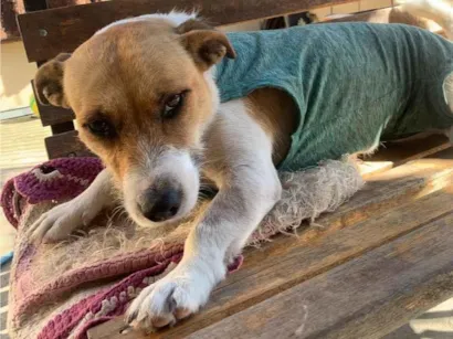 Cachorro raça SRD-ViraLata idade 1 ano nome Cacau