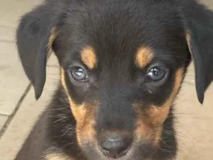 Cachorro raça SRD-ViraLata idade 2 a 6 meses nome Ainda não possui nome 