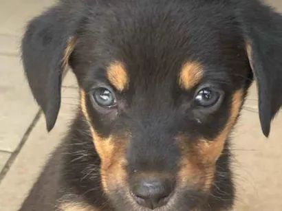 Cachorro raça SRD-ViraLata idade 2 a 6 meses nome Ainda não possui nome 