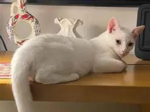 Gato raça SRD-ViraLata idade 2 a 6 meses nome Charles 