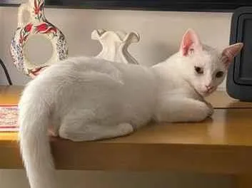 Gato raça SRD-ViraLata idade 2 a 6 meses nome Charles 