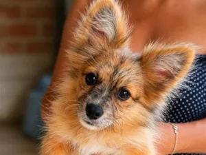 Cachorro raça SRD-ViraLata idade 1 ano nome Luna
