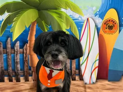 Cachorro raça SRD-ViraLata idade 6 ou mais anos nome Thor 