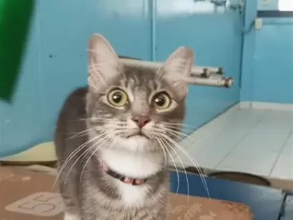 Gato raça SRD-ViraLata idade 7 a 11 meses nome Lupita