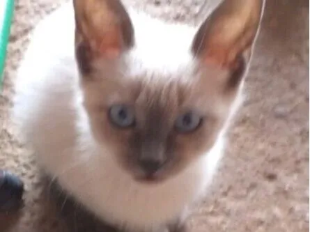 Gato raça Siamês idade 2 a 6 meses nome Bento 