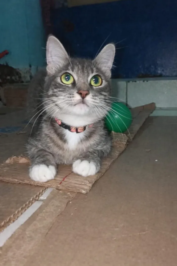 Gato raça SRD-ViraLata idade 7 a 11 meses nome Lupita