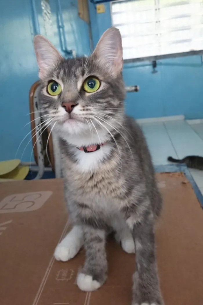 Gato raça SRD-ViraLata idade 7 a 11 meses nome Lupita