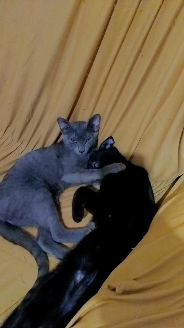 Gato raça SRD-ViraLata idade 2 a 6 meses nome amora