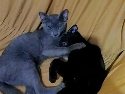 Gato raça SRD-ViraLata idade 2 a 6 meses nome amora