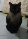 Dedé 