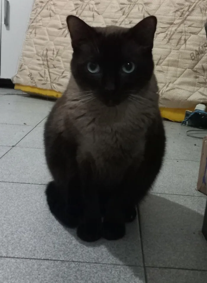 Gato raça Angorá idade 4 anos nome Dedé 