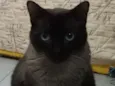 Dedé 