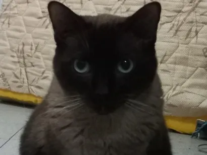 Gato raça Angorá idade 4 anos nome Dedé 