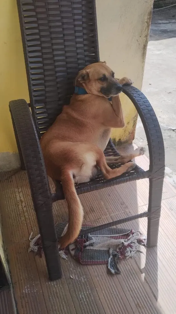 Cachorro raça SRD-ViraLata idade 6 ou mais anos nome Fred