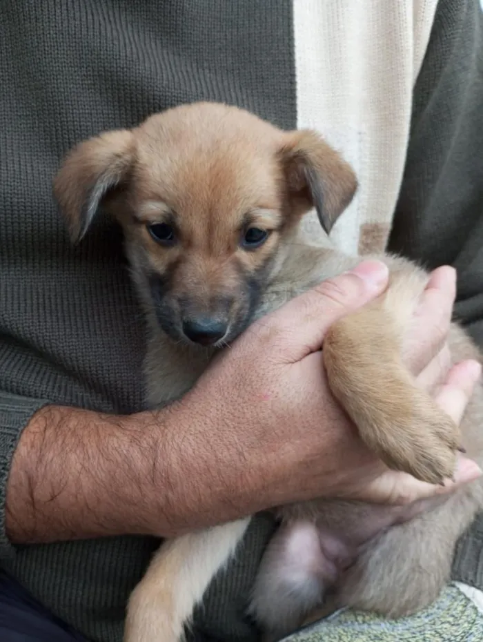 Cachorro raça SRD-ViraLata idade 2 a 6 meses nome Dama