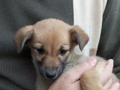 Cachorro raça SRD-ViraLata idade 2 a 6 meses nome Dama