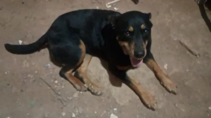 Cachorro raça Rottweiler idade 6 ou mais anos nome Hera