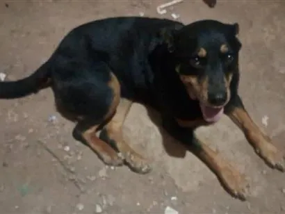 Cachorro raça Rottweiler idade 6 ou mais anos nome Hera