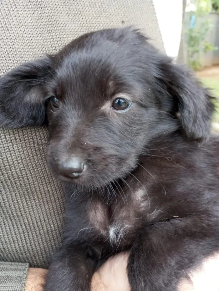 Cachorro raça SRD-ViraLata idade Abaixo de 2 meses nome Nitght