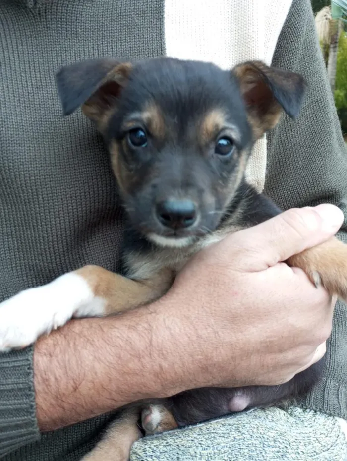 Cachorro raça SRD-ViraLata idade 2 a 6 meses nome Malhado
