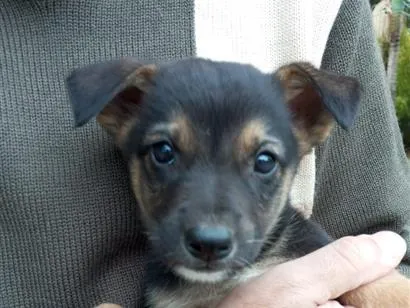 Cachorro raça SRD-ViraLata idade 2 a 6 meses nome Malhado