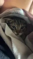 Tigrinho