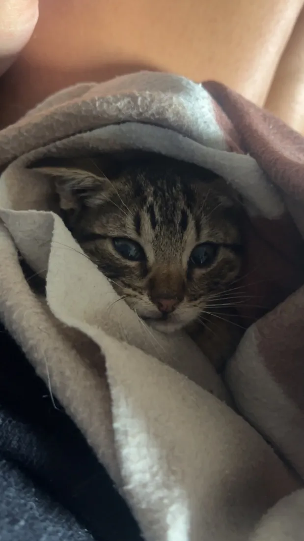 Gato raça SRD-ViraLata idade Abaixo de 2 meses nome Tigrinho