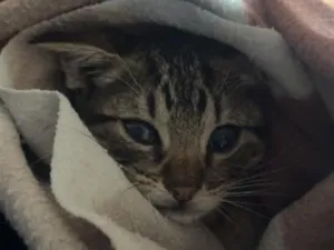 Gato raça SRD-ViraLata idade Abaixo de 2 meses nome Tigrinho