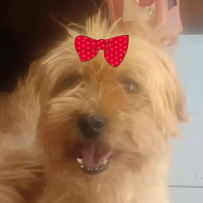 Cachorro raça Shitzu idade 7 a 11 meses nome Bebel 