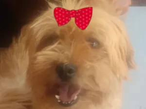 Cachorro raça Shitzu idade 7 a 11 meses nome Bebel 